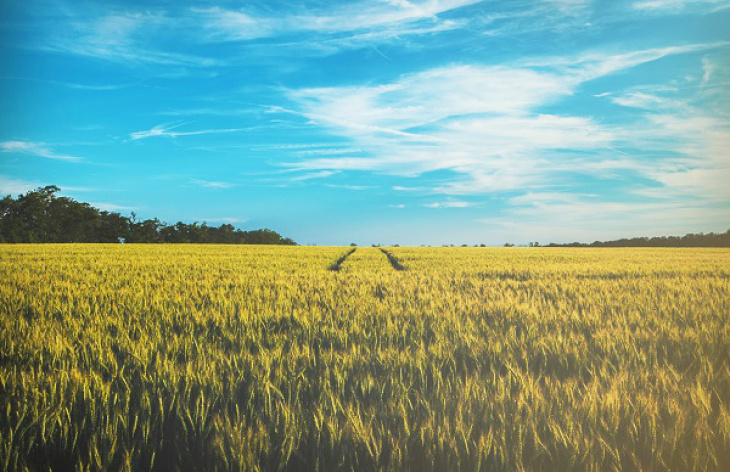Bild Feld