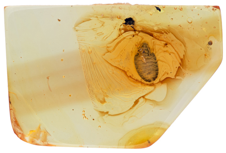 Das Fossil im Bernstein. Das Alter liegt zwischen 42-49, maximal 54 Millionen Jahren. Dieses Fossil wurde am Institut für Zoologie und Evolutionsforschung mit Phyletischem Museum, Ernst-Haeckel-Haus und Biologiedidaktik der Universität Jena wissenschaftlich untersucht. Foto: Hans Pohl/FSU Fächerflügler Bernstein Pohl