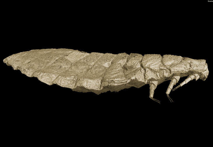 HZG-Mikrotomographie: Computergeneriertes Bild der Larve eines Fächerflüglers (Seitenansicht), die in einem nur etwa fünf Millimeter großen baltischen Bernstein eingeschlossen ist. Foto: Hans Pohl/FSU Fächerflügler Modell Pohl