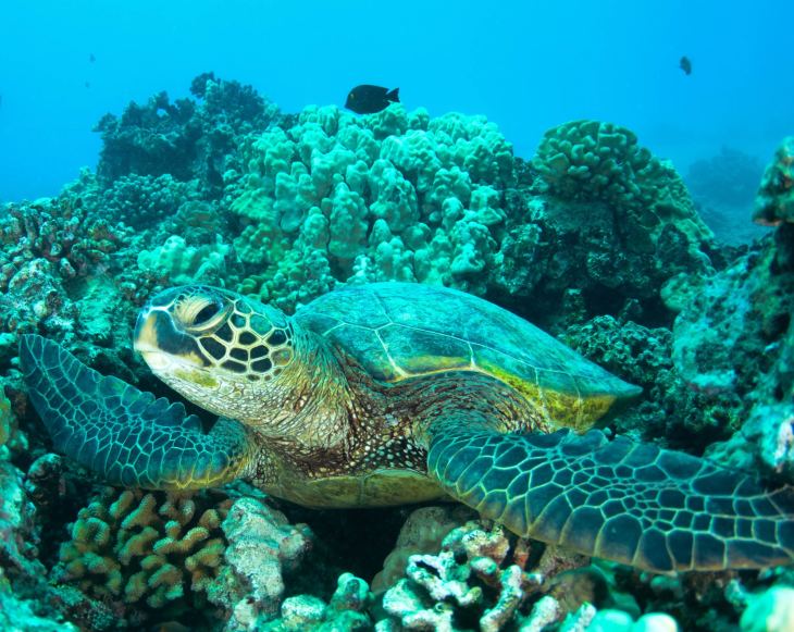 Hanjoung Choi on Unsplash Turtle